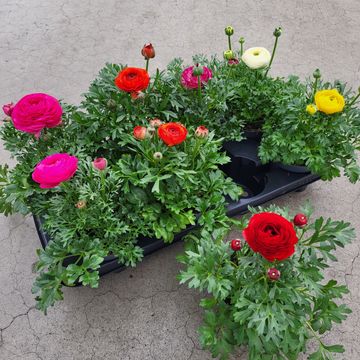 Ranunculus MIX