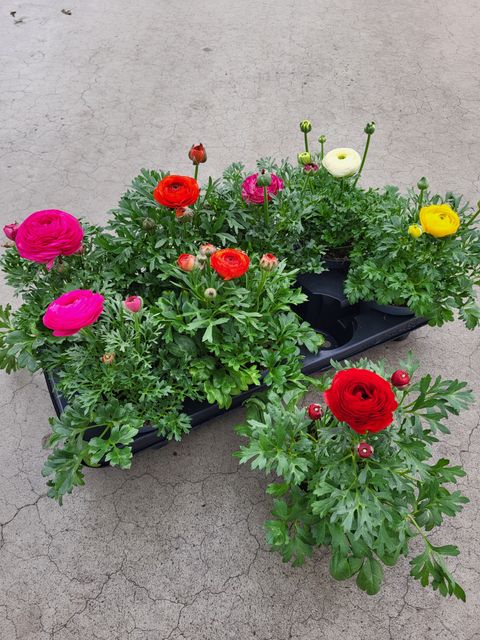 Ranunculus MIX