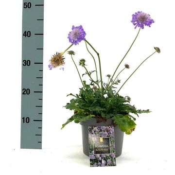 Scabiosa columbaria 'Butterfly Blue'
