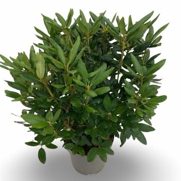 Rhododendron 'Catawbiense Grandiflorum'