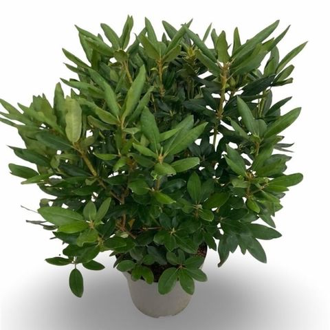 Rhododendron 'Catawbiense Grandiflorum'