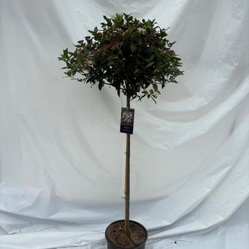 Viburnum tinus SPIRIT