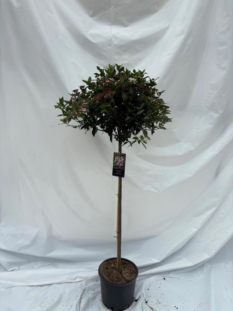 Viburnum tinus SPIRIT