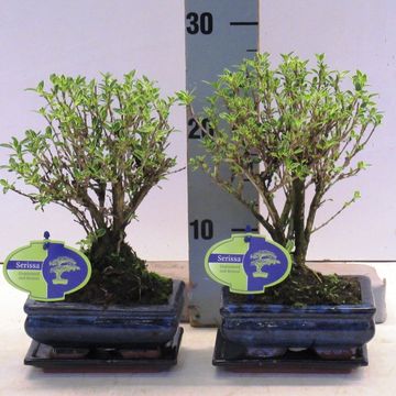 Serissa foetida 'Variegata'