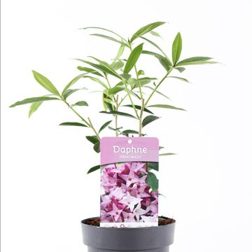 Daphne bholua 'Spring Beauty'