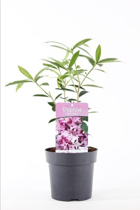 Daphne bholua 'Spring Beauty'