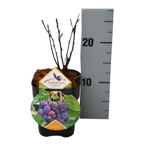 Amelanchier alnifolia