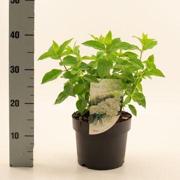 Hydrangea paniculata 'Polar Bear'