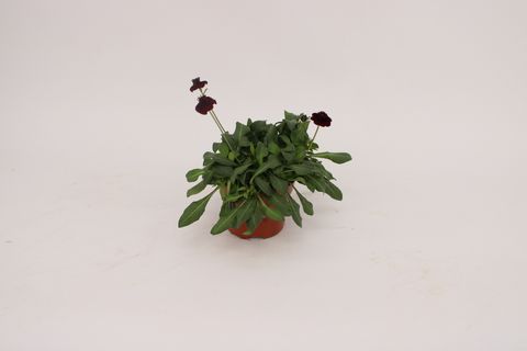 Cosmos atrosanguineus CHOCAMOCHA