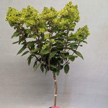 Hydrangea paniculata GARDENLIGHTS PINKLIGHT