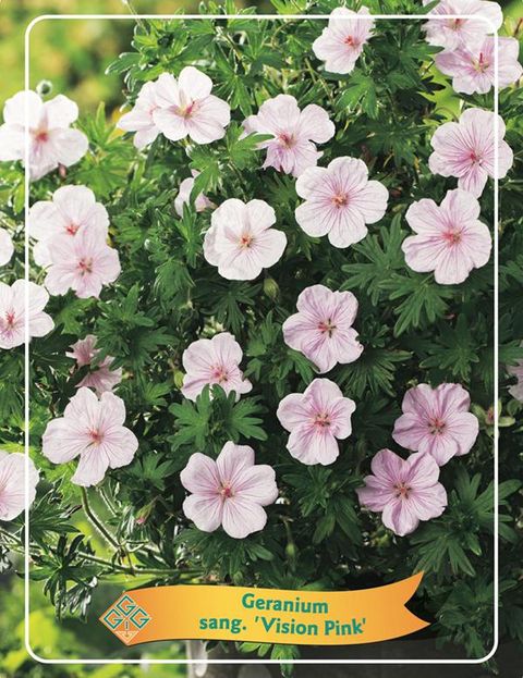 Geranium sanguineum 'Vision Pink'