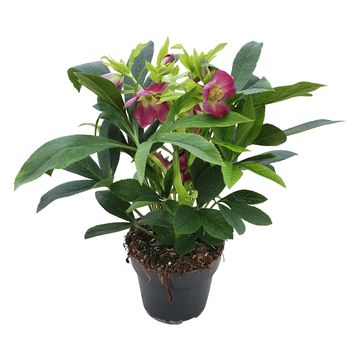 Helleborus orientalis MIX