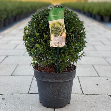 Ilex crenata 'Stokes'