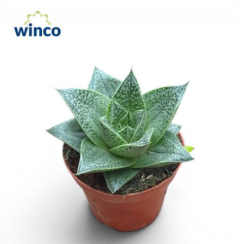 Gasteria 'D Tiga'