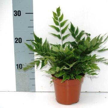 Cyrtomium fortunei clivicolum