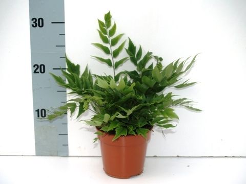 Cyrtomium fortunei clivicolum