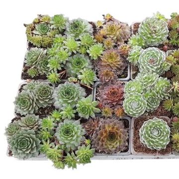 Sempervivum MIX