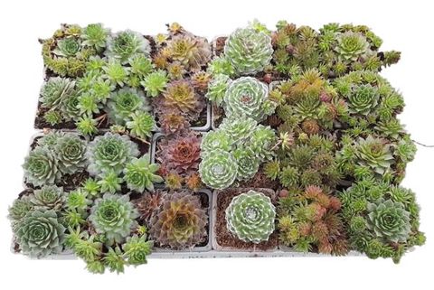 Sempervivum MIX