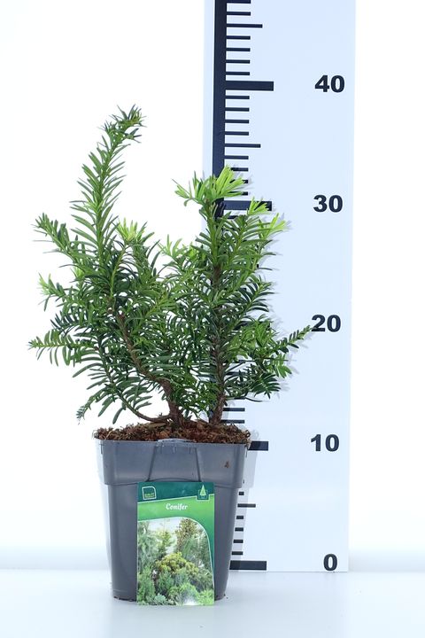 Taxus baccata 'Саммерголд'