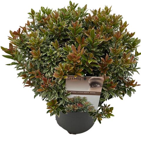 Pieris japonica 'Little Heath'