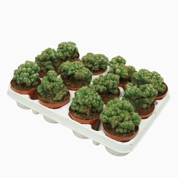 Cereus peruvianus monstrosus cristata