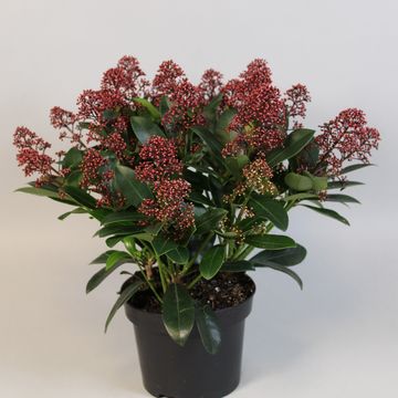 Skimmia japonica 'Rubella'