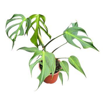 Monstera 'Burle Marx Flame'