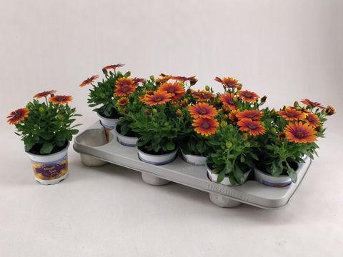 Osteospermum FLOWERPOWER PURPLE SUN