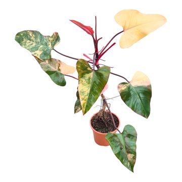 Philodendron 'Strawberry Shake'