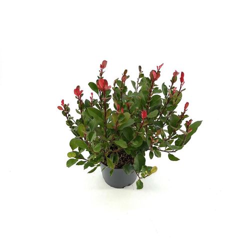 Фотиния x fraseri 'Little Fenna'