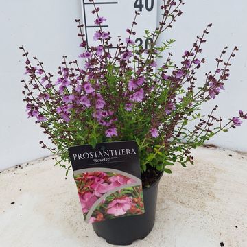 Prostanthera rotundifolia 'Rosette'