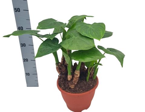 Alocasia cucullata