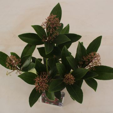 Skimmia japonica 'Rubella'
