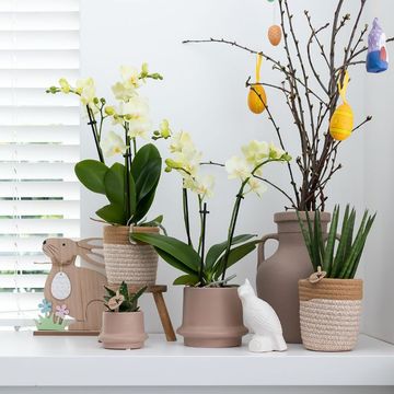 Pot KOLIBRI HOME RING