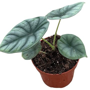 Alocasia nebula