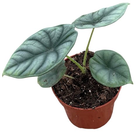 Alocasia nebula