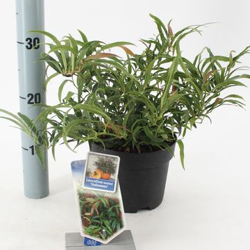 Leucothoe keiskei HALLOWEEN