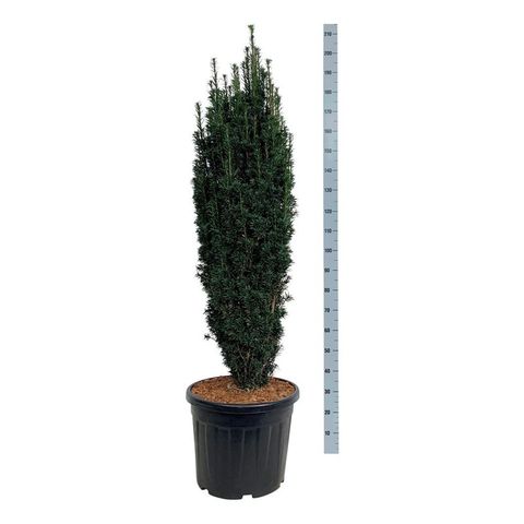 Taxus baccata 'Black Tower'