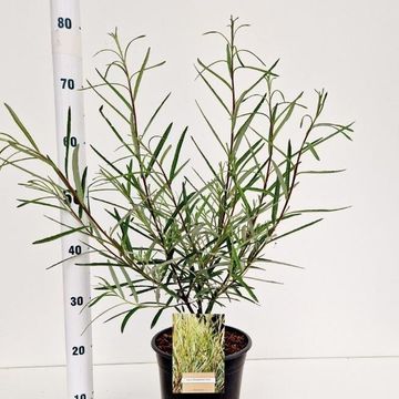 Ива elaeagnos 'Angustifolia'