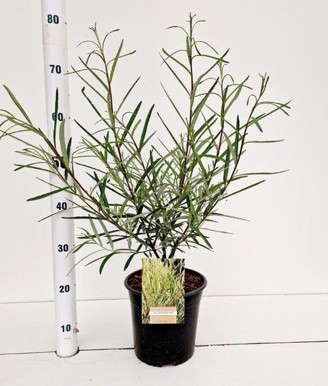 Ива elaeagnos 'Angustifolia'