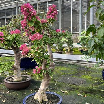 Bougainvillea glabra