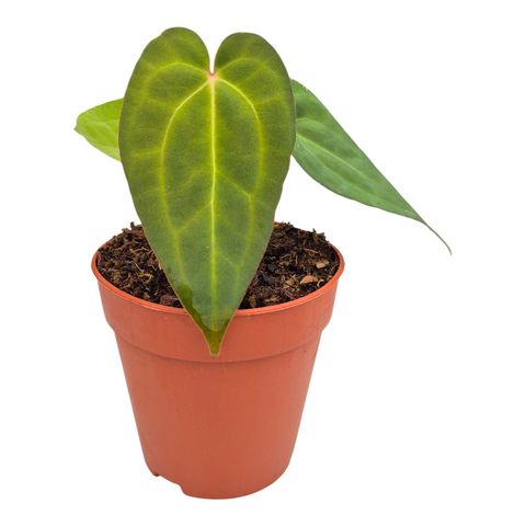 Anthurium Ace of Spades x Blue Papillilaminum