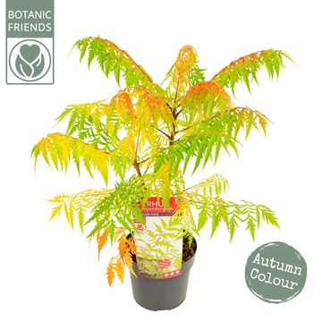 Rhus typhina TIGER EYES