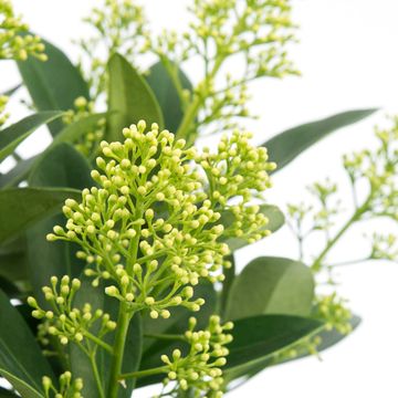 Skimmia japonica 'Finchy'