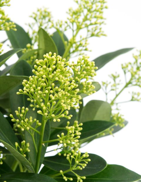 Skimmia japonica 'Finchy'