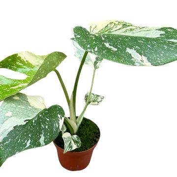 Monstera 'Thai Constellation'