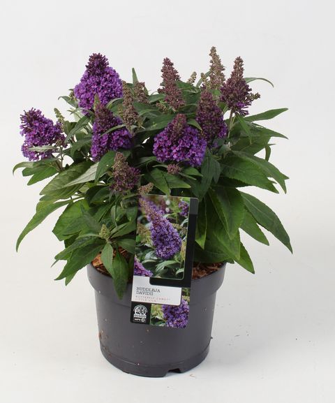 Buddleja davidii BUTTERFLY CANDY LITTLE LILA