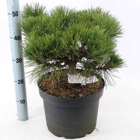 Pinus thunbergii 'Maijima'