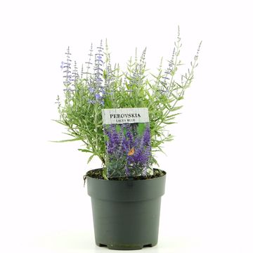 Perovskia atriplicifolia LACEY BLUE