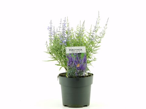 Perovskia atriplicifolia LACEY BLUE